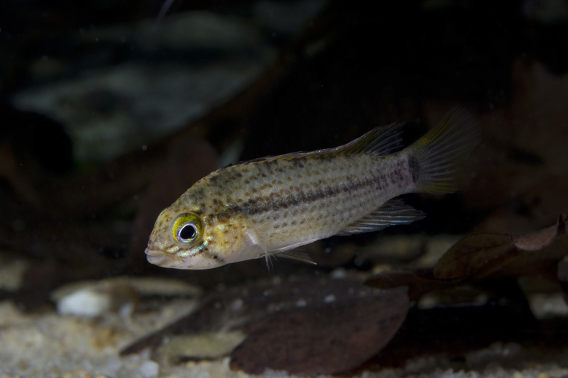 Apistogramma tucurui Dsc_0615