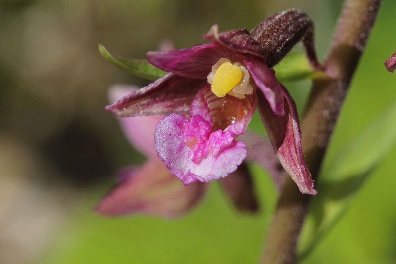 observations d’Epipactis atrorubens × palustris Hyb_e_12