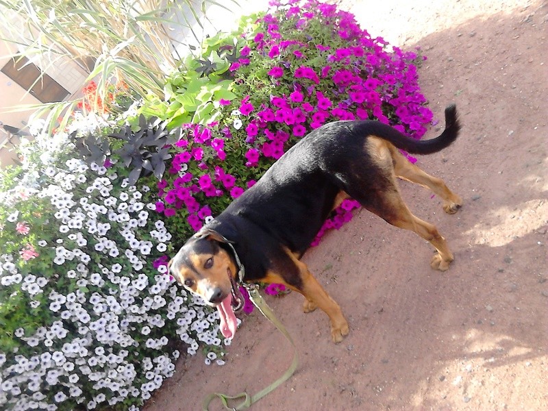 dur dur d"etre un chien Dsc_0919