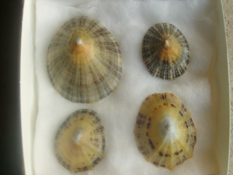 Patella vulgata - Linnaeus, 1758 Patell10