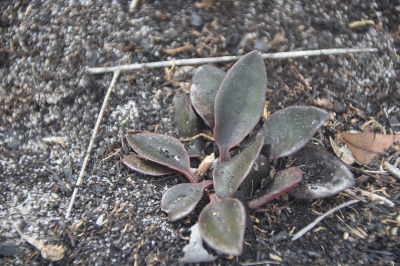 Euphorbia francoisii in situ..... Dsc_0020