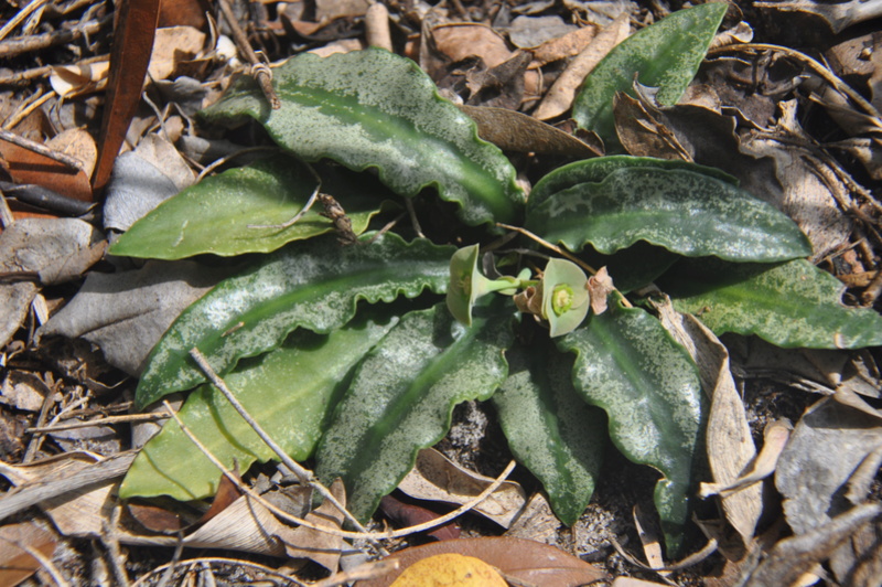 Euphorbia francoisii in situ..... Dsc_0021