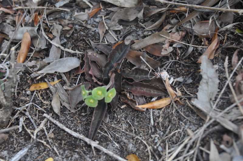 Euphorbia francoisii in situ..... Dsc_0135