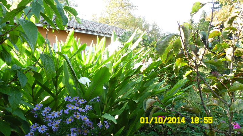 Hedychium coronarium Sam_0010