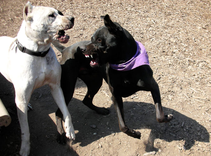 Oº°‘¨Lilith ~ Female ~ Tibetan Mastiff X Dogo Argentino ¨‘°ºO Diabo_10