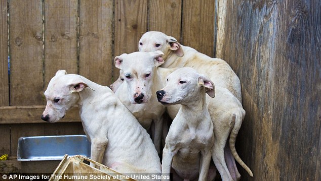 Oº°‘¨Lilith ~ Female ~ Tibetan Mastiff X Dogo Argentino ¨‘°ºO Lilith10