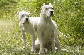 Oº°‘¨Lilith ~ Female ~ Tibetan Mastiff X Dogo Argentino ¨‘°ºO Lilith11