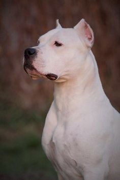 Oº°‘¨Lilith ~ Female ~ Tibetan Mastiff X Dogo Argentino ¨‘°ºO Lilith12