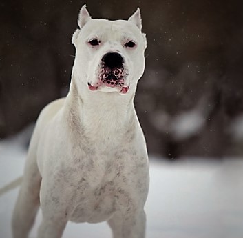 Oº°‘¨Lilith ~ Female ~ Tibetan Mastiff X Dogo Argentino ¨‘°ºO Lilith13