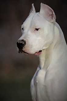 Oº°‘¨Lilith ~ Female ~ Tibetan Mastiff X Dogo Argentino ¨‘°ºO Lilith14