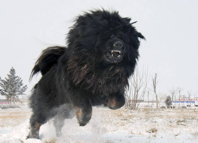 Oº°‘¨Lilith ~ Female ~ Tibetan Mastiff X Dogo Argentino ¨‘°ºO Lucife12