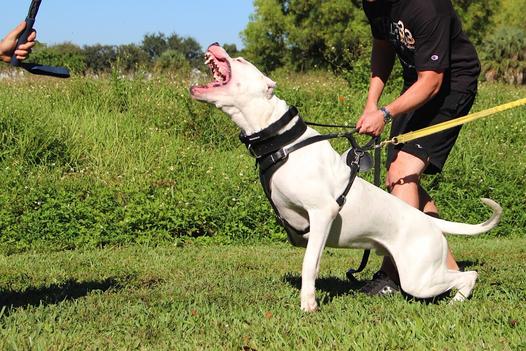 Oº°‘¨Lilith ~ Female ~ Tibetan Mastiff X Dogo Argentino ¨‘°ºO Lutado11