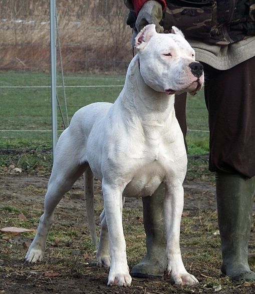 Oº°‘¨Lilith ~ Female ~ Tibetan Mastiff X Dogo Argentino ¨‘°ºO Lutado12