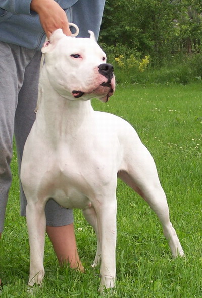 Oº°‘¨Lilith ~ Female ~ Tibetan Mastiff X Dogo Argentino ¨‘°ºO Lutado13