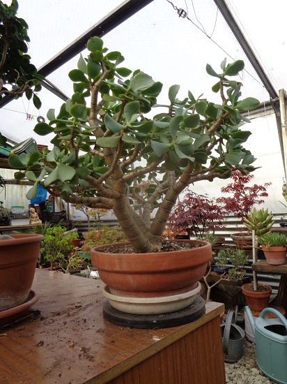 Que pensez-vous sur les plantes grasses comme bonsaï ? Dsc01911