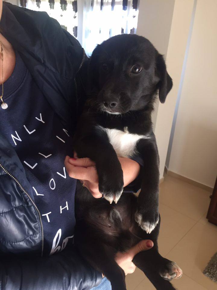 HAPPY (ex LUSH), chiot mâle, né avril 2016 - Pascani - Adopté par Aurore (50) 14657610