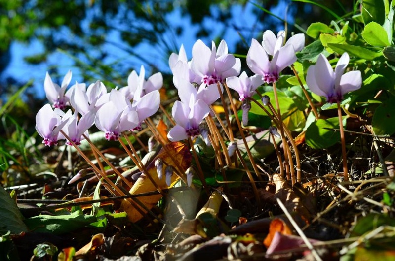 Cyclamen - Seite 13 K800_d14