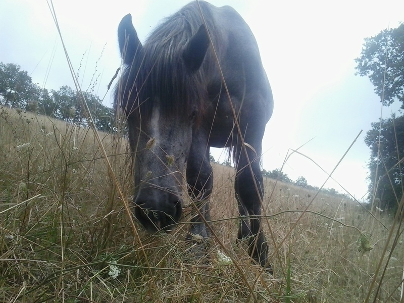 (Dept 87) FILOU DES FONTS - Percheron PP -  Sauvé par Charlotte C. (Février 2016) - Page 3 20160810