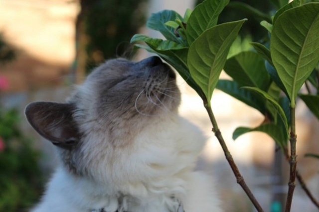 Le temple des chats Les-1010