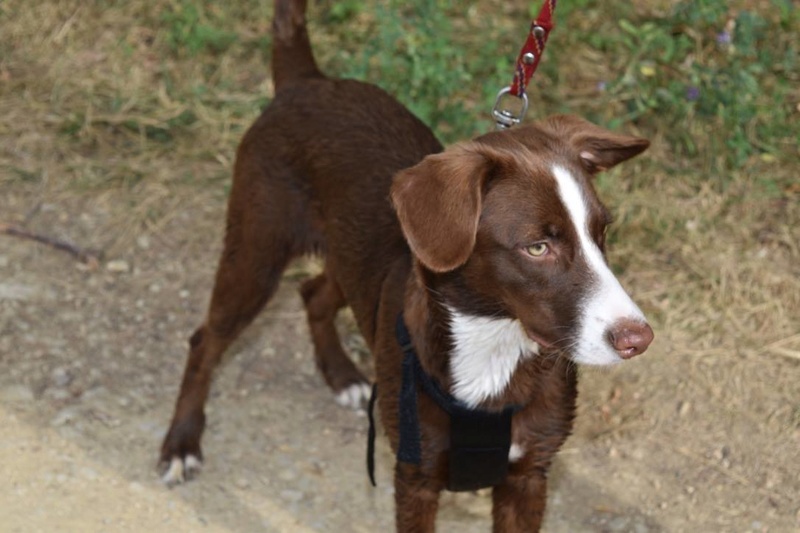 TUGg MYLA une chiot marron aux yeux verts - GUADELOUPE 14285210