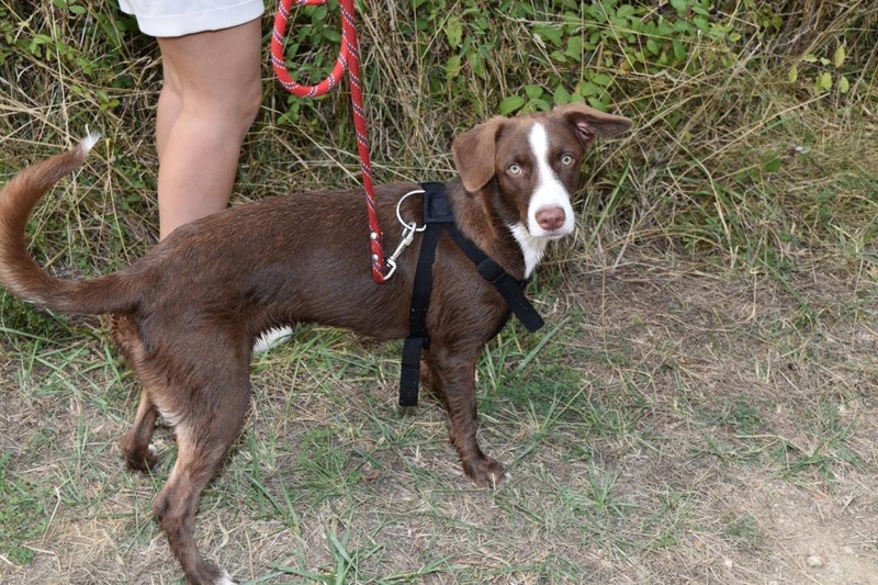 TUGg MYLA une chiot marron aux yeux verts - GUADELOUPE 14315910