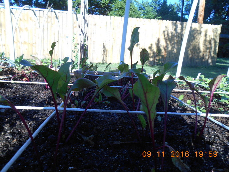 Transplant question about beets. Beet110