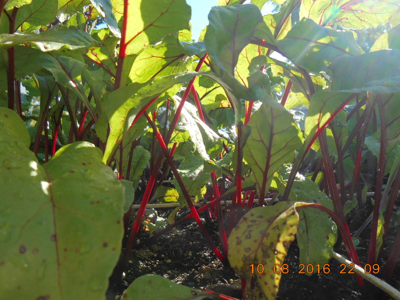 New England October, 2016 Beets10