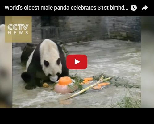 World’s oldest male panda celebrates 31st birthday 1010