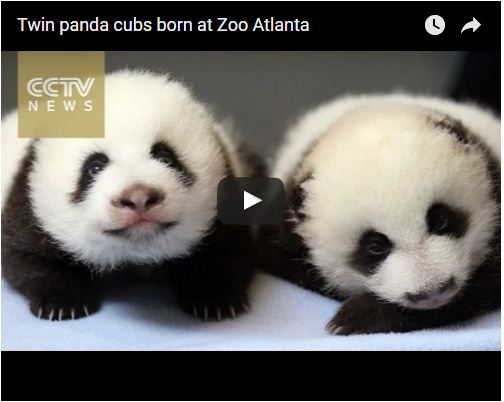 Twin panda cubs born at Zoo Atlanta 111