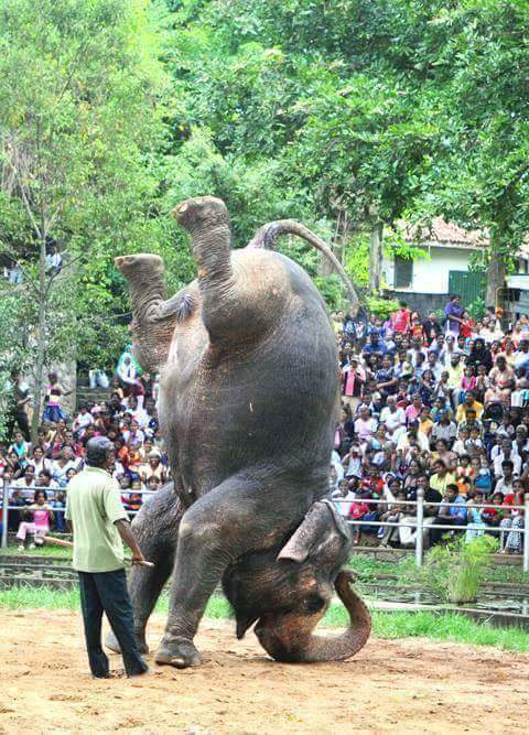 Please stop this cruelty to elephants | It Happens Only In India 122