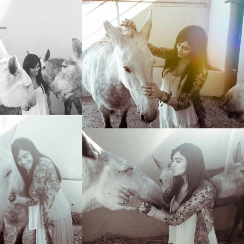 Actress AdahSharma With Horse Photos 215