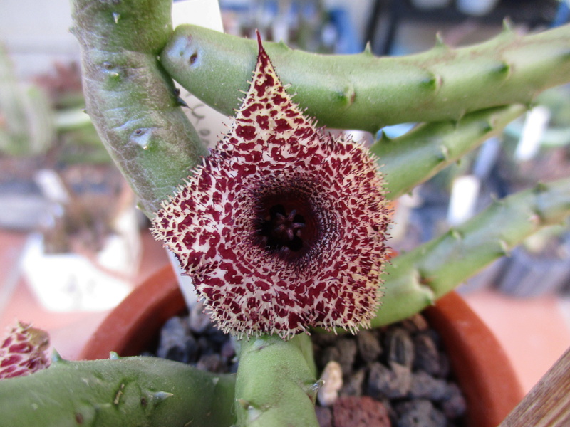 Huernia recondita Img_0012