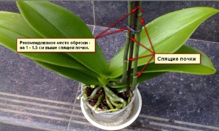 Как правильно обрезать орхидею после цветения 6b0iap10