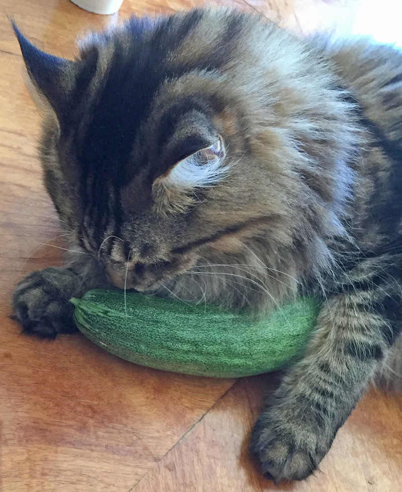 Monthly Avatar: September, Show Off Your Garden Harvest! - Page 2 Catncu11