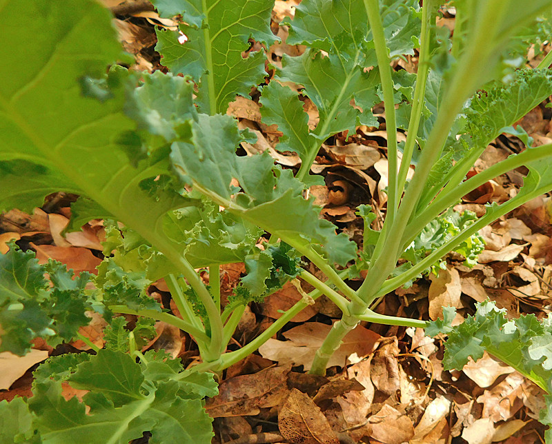 Kale & Parsnip Question Kale210