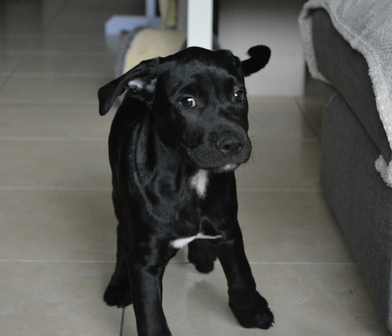 [Clos]Visite post adoption (chien) à Plescop pour Merlin Dsc_0065