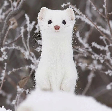 An animal name game... - Page 7 Ermine10