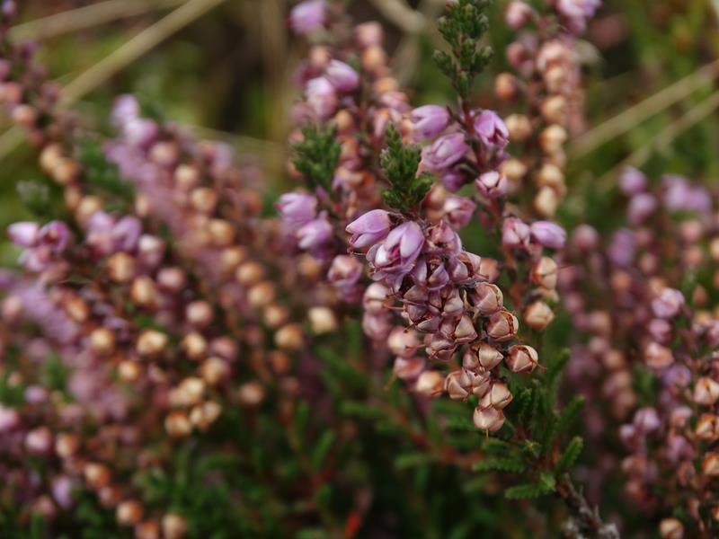 Holiday Snaps from the North York Moors Dsc03710