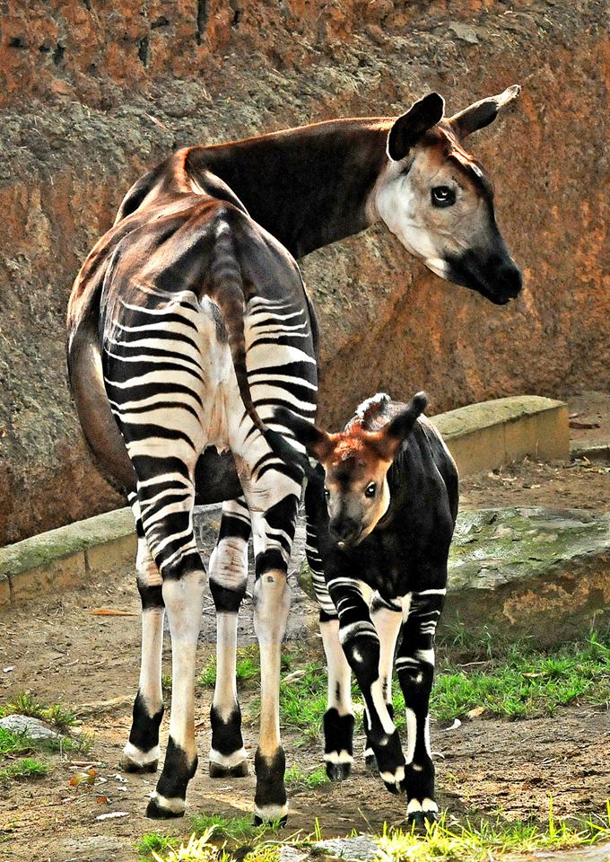 An animal name game... - Page 2 Okapi10