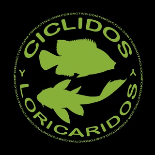 Ciclidosyloricaridos.foroactivo.com 
