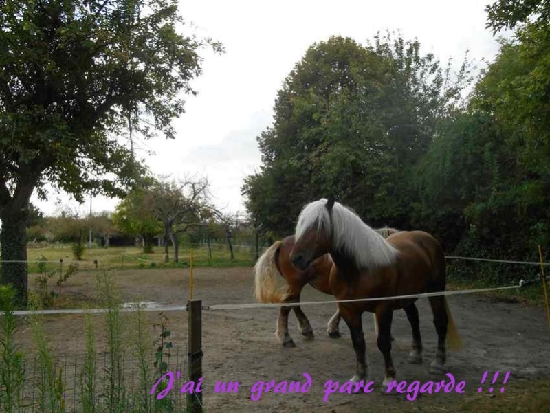 Dpt 11 - 4 ans - Cappuccino, Trait Comtois - Adopté par Mr et Mme F. (2016) Dscn3112