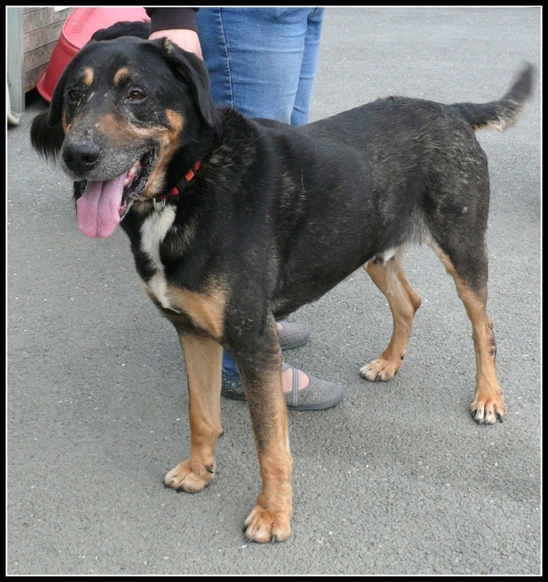 Chuck, mâle croisé Beauceron, né le 22/09/2010 Chuck110