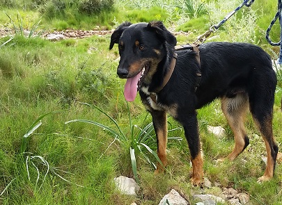 Cooper, mâle croisé beauceron, né en avril 2014 qui ne supporte plus d être en box ... Cooper12