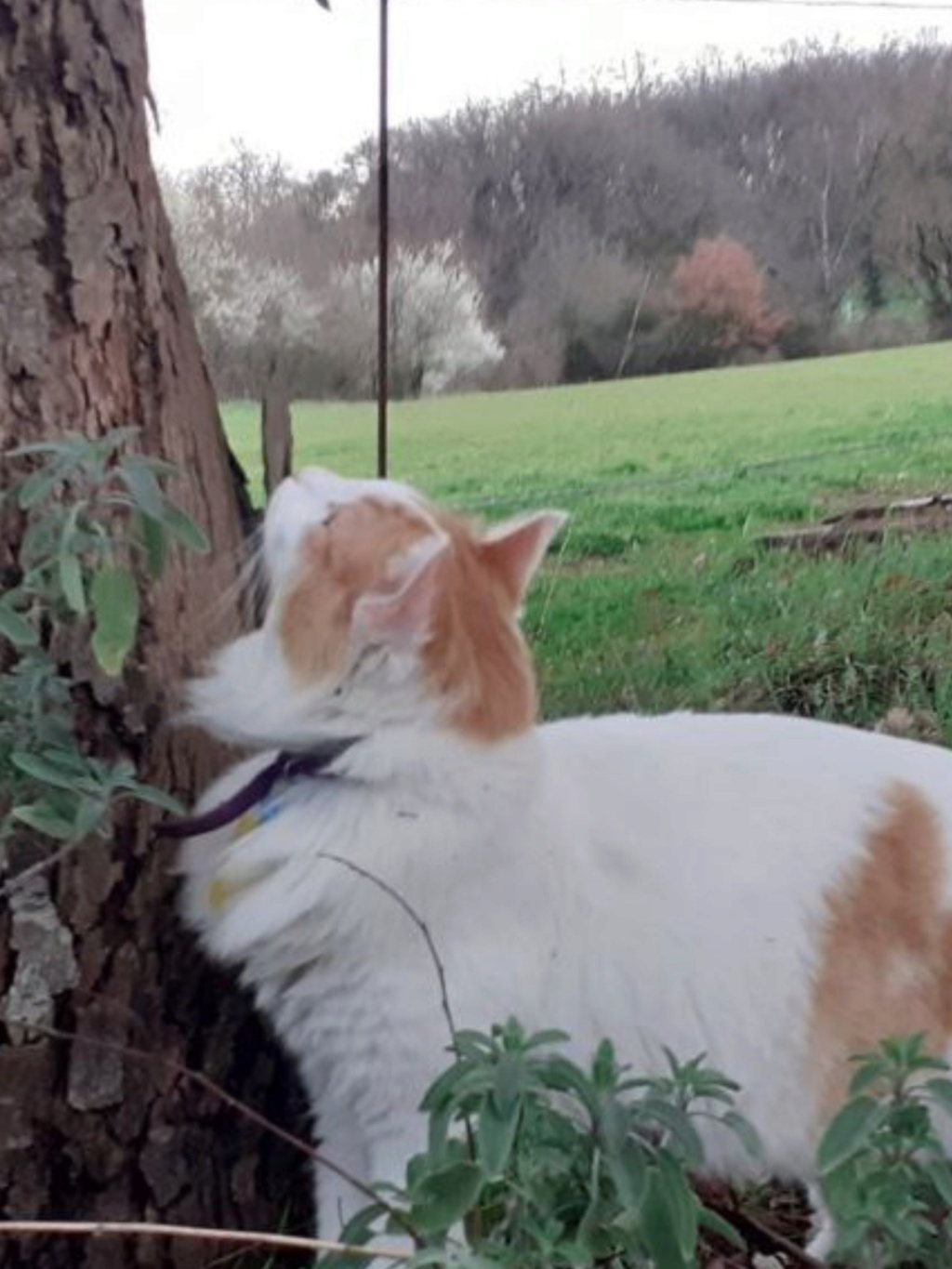 TAHO FIV+ présent le samedi 4 mai 2024 à Canicat Image_19