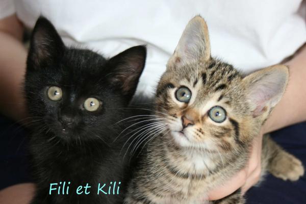 kili fili - FILI 2 et KILI 4 Kili_e10