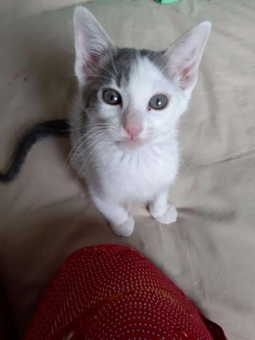 [Adoptions] SAMEDI 5 SEPTEMBRE 2020 : CANICAT Mario11