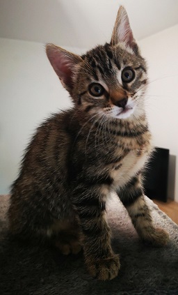  [ADOPTIONS] SAMEDI 30 OCTOBRE 2021 : CANICAT Natell10