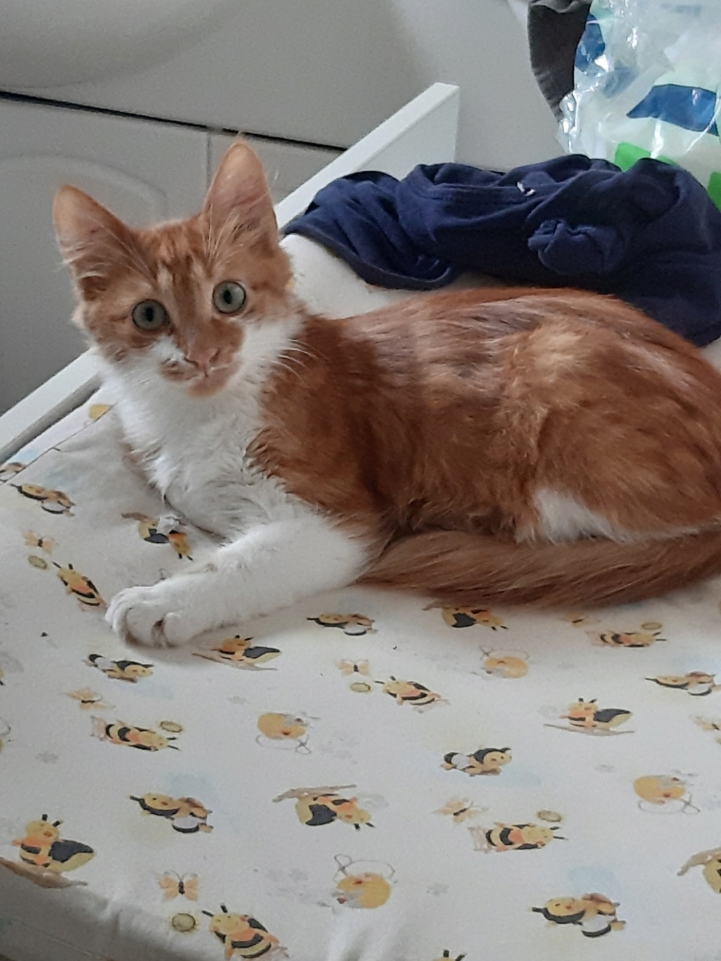 [Adoptions] SAMEDI 3 OCTOBRE 2020 : CANICAT Neko10