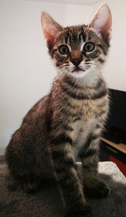  [ADOPTIONS] SAMEDI 30 OCTOBRE 2021 : CANICAT Nirma10