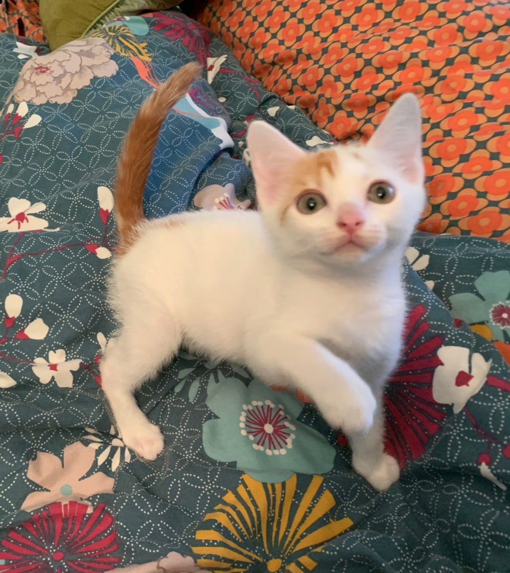 [Adoptions] SAMEDI 5 SEPTEMBRE 2020 : CANICAT Reyko110